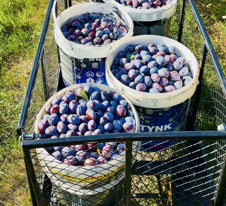 Śliwki węgierki