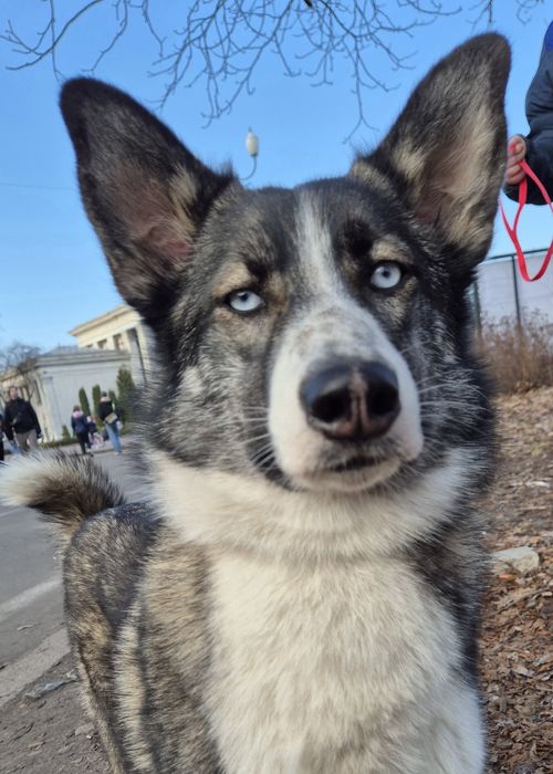 Собака метис хаскі дівчинка притулок