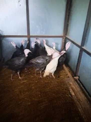 Indyki do sprzedania