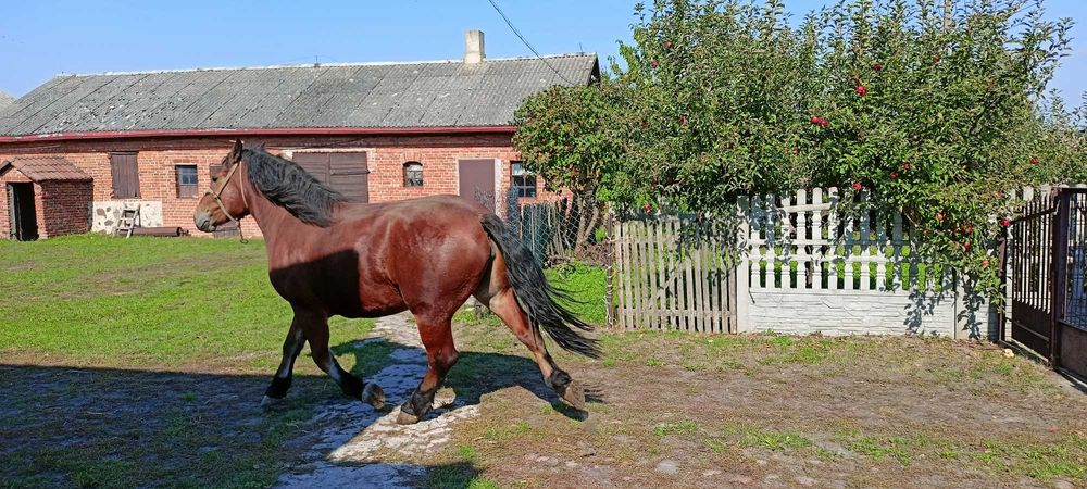 Klacze zimnokrwiste Zapraszam