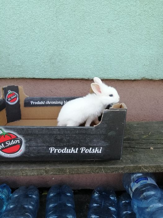 Króliczki karzełki