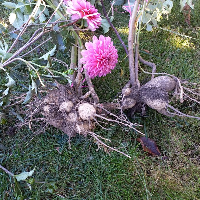 Жоржини георгіни