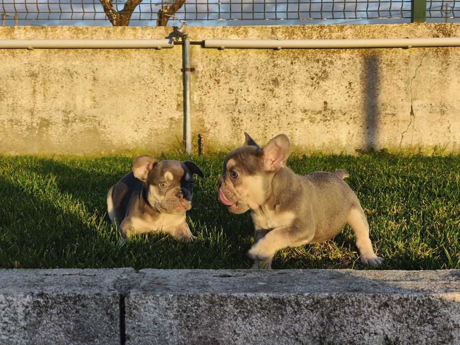 Bulldog Francês macho lilac tan