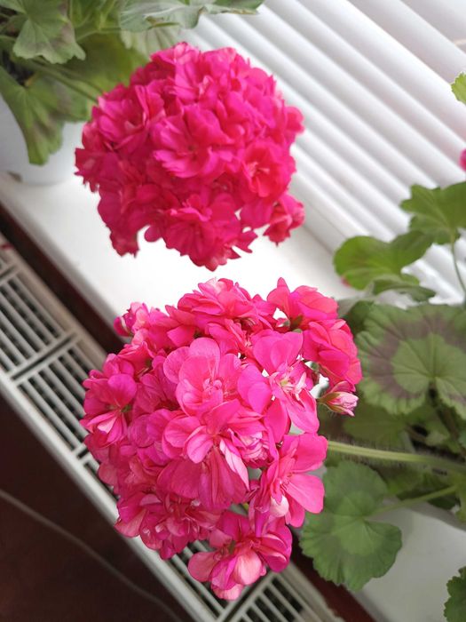 Пеларгонія ТА Шахерезада