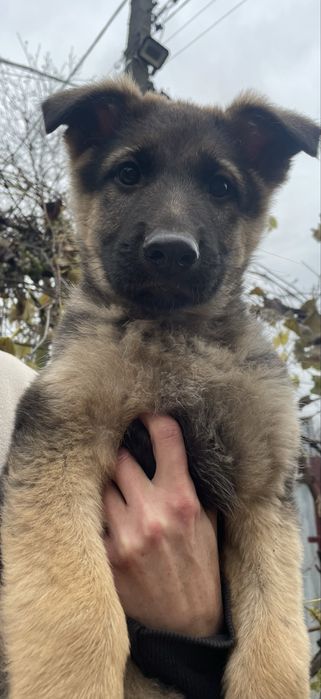 Щенки немецкой овчарки