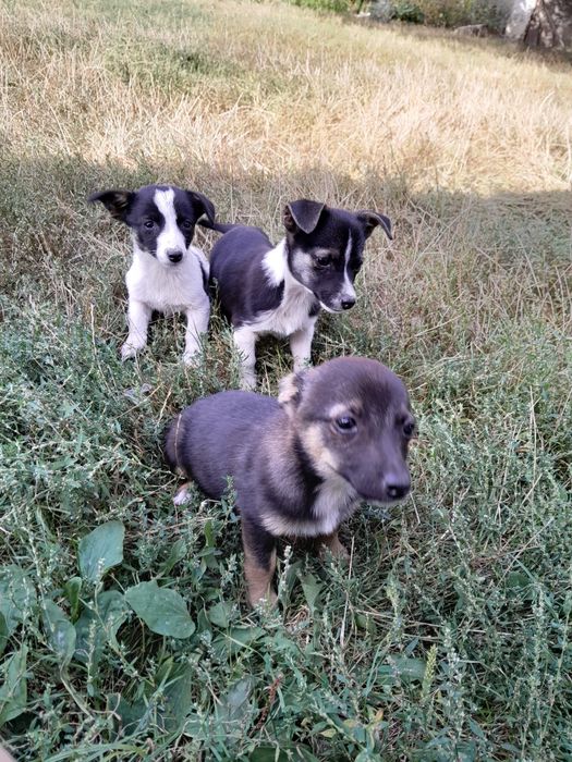 Цуценята маленькі собаки