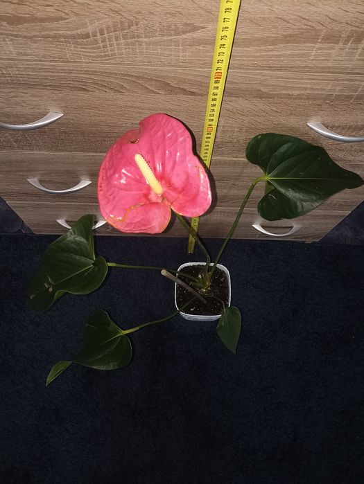 Антуріум рожевий Мейн
