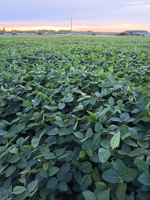 Продам насіневу сою "Максимус"