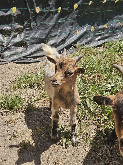 Cabrito macho anão para venda