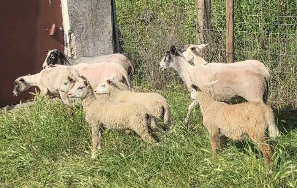 10 Ovelhas Inra 401