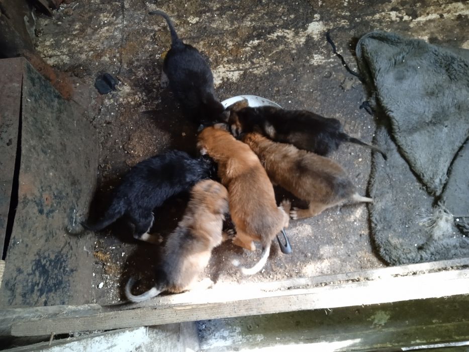 Віддам в добрі руки цуцинят вівчарки