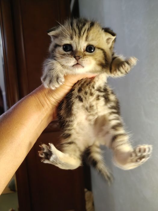 Шотландські кошенята