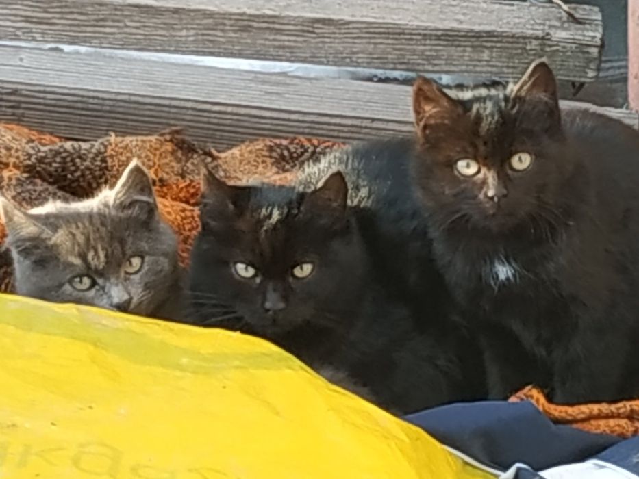 Прийму  корм для кошенят безкоштовно