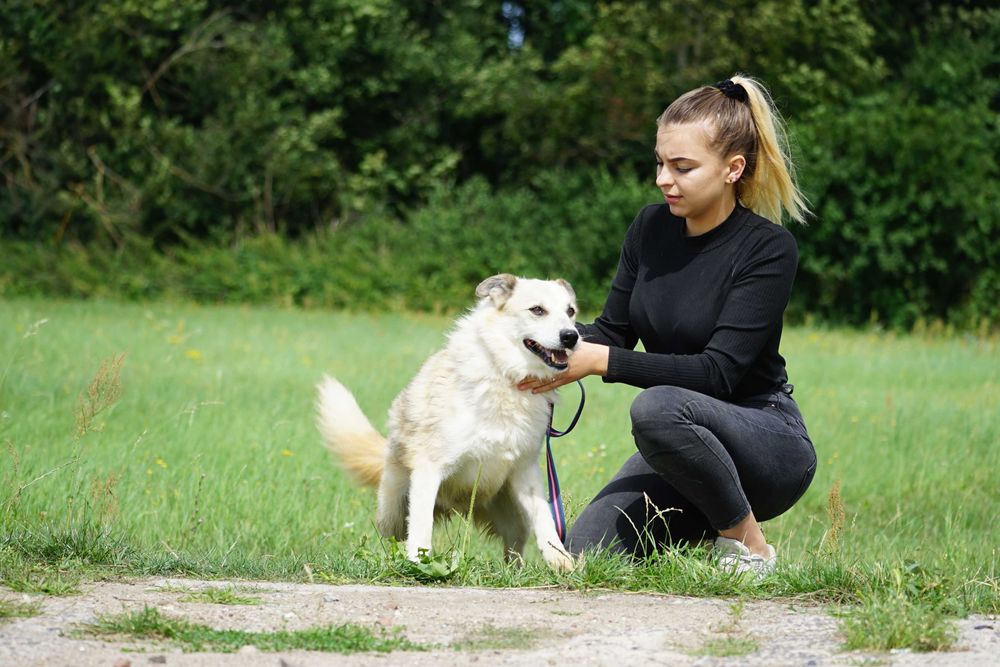 Dron - przepiękny pies szuka domu