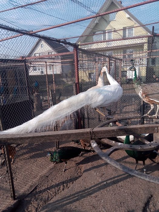 Paw szmaragdowy biały, samiec, 3 letni