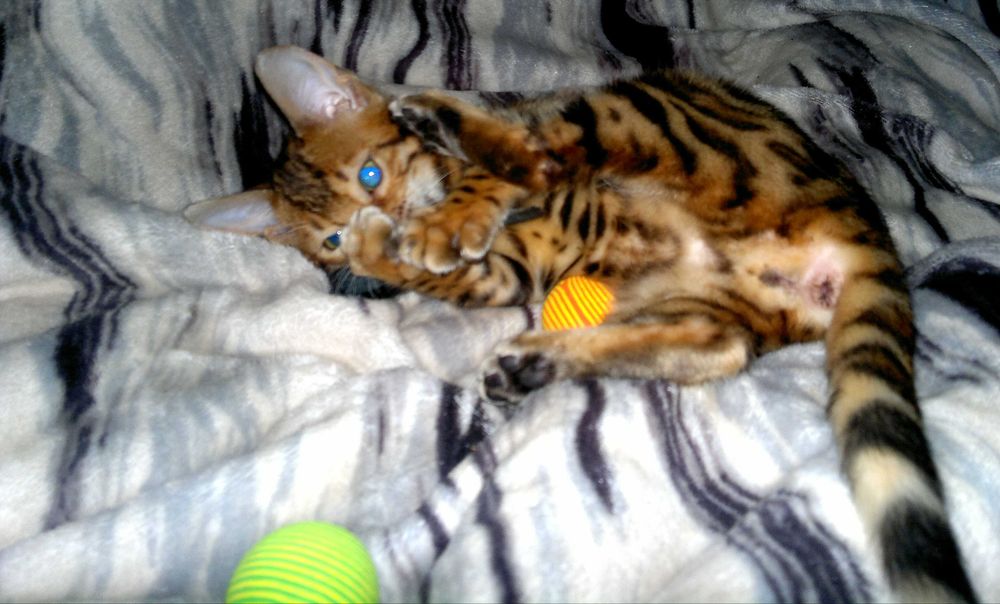 Яскраві бенгальські клубні кошенятка