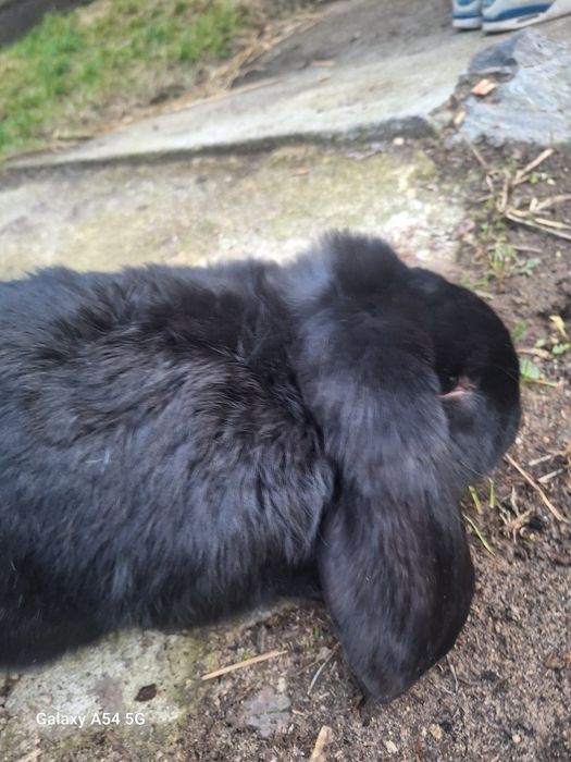 Krolik baranek samczyk