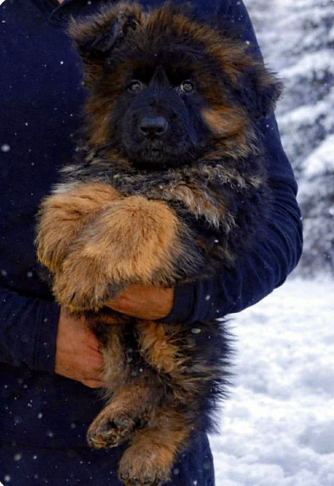 Owczarek niemiecki długowłosy- pies