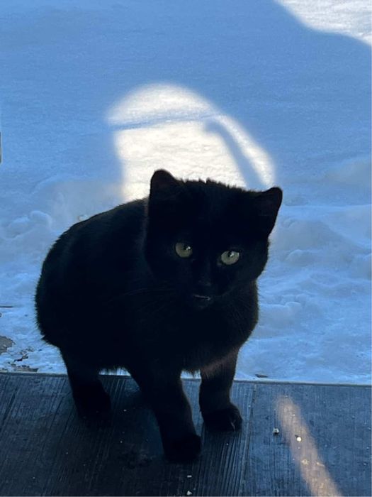 отдам котят в хорошие  руки