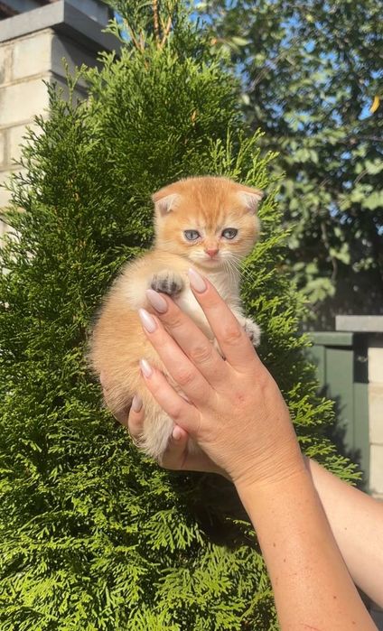 Кошенята Золота шиншила