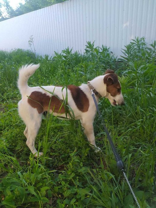 Фокстерьер (пес патрон)