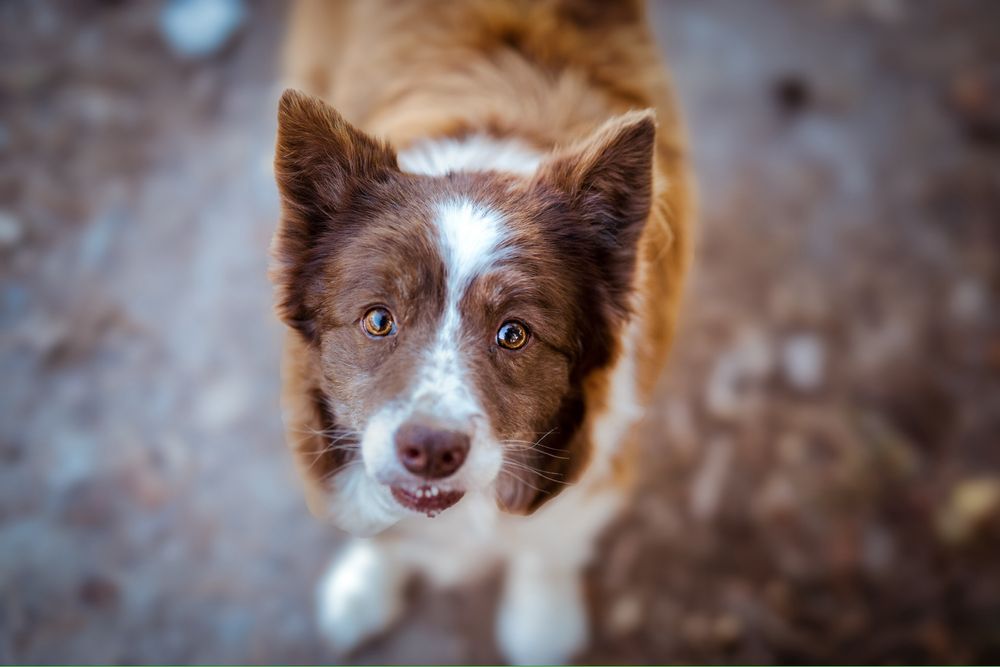 Sunia w typie border collie szuka domu