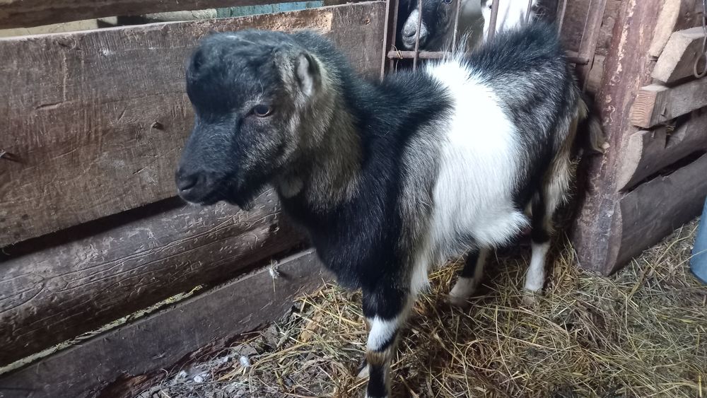 Козлик на плем'я