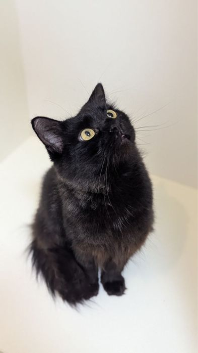 Дуже гарна і розумна киця в добрі руки!