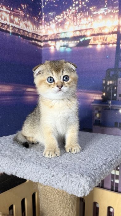 Хлопчик фолд золота шиншила