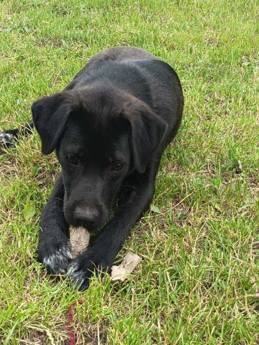 11 miesięczny Max do adopcji