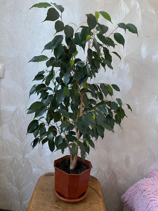 Фикус бенжамино продам