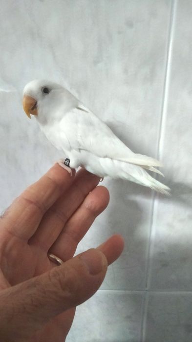 Agapornis e caturra  domésticados