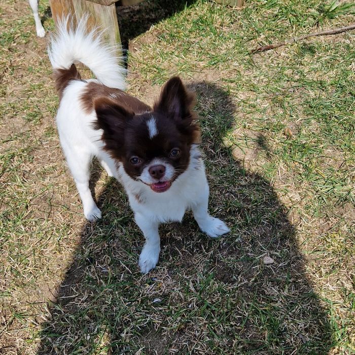 Chihuahua długowłosy biało- czekoladowy.