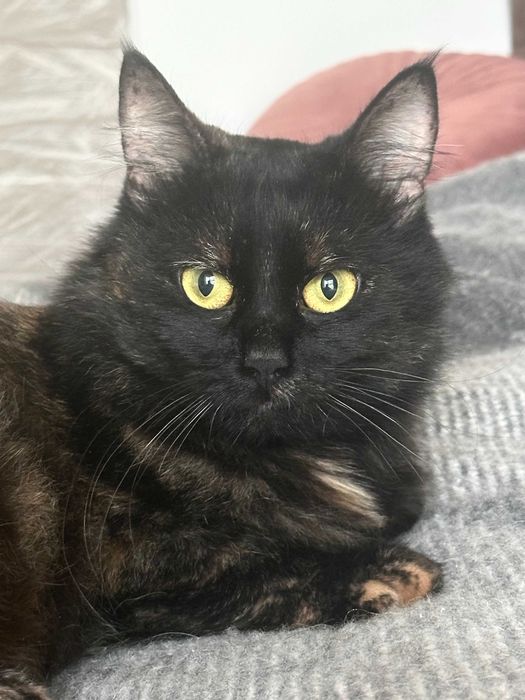 Толстенькая Ласковая Девочка Тучка - 1 год, Стерилизована