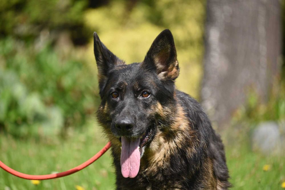 Luba - suczka do adopcji