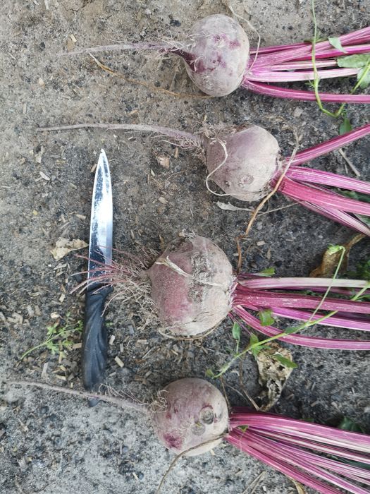 Buraczek Ćwikłowy odmiana czerwona kula