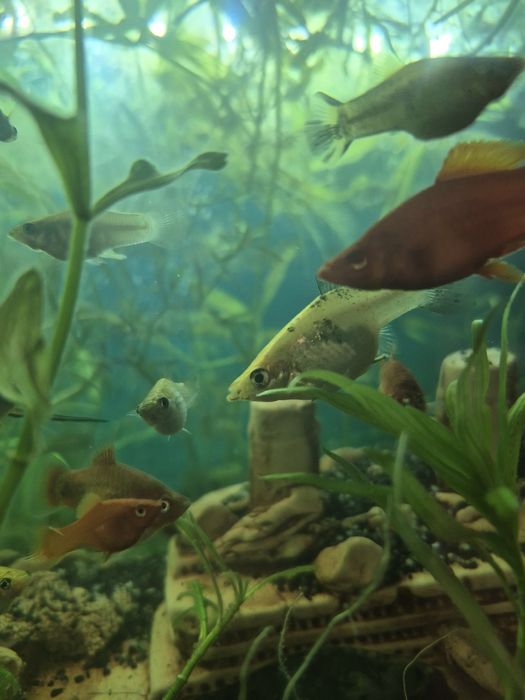 Молінезія  – 10 грн/шт