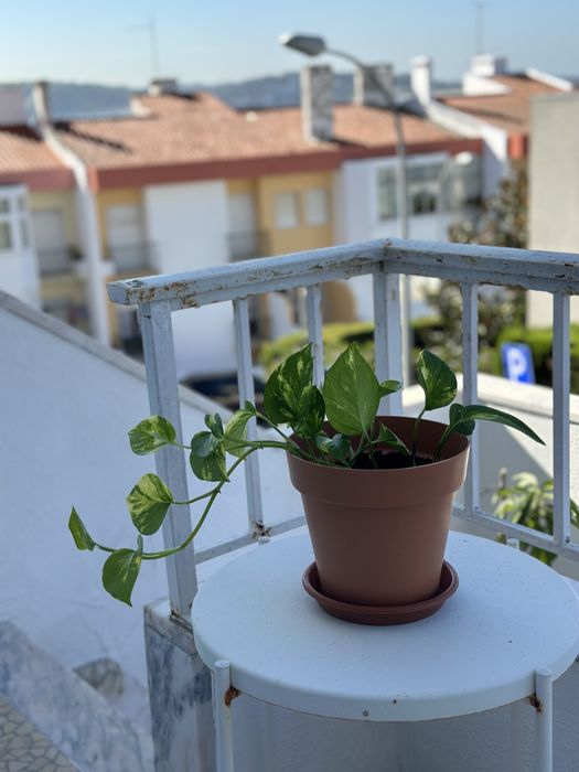 Planta Pothos com vase
