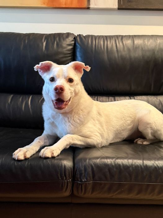 Macho para adoção responsável