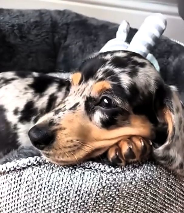 Мраморні таксята з доставкою в Польщу.