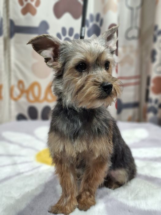 Yorkshire terrier  odchowany