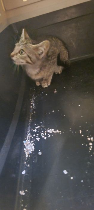 Gatinha 2meses muito meiga tigrada