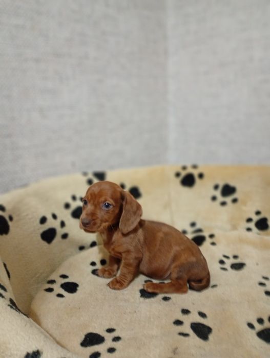 Jamnik Krótkowłosy