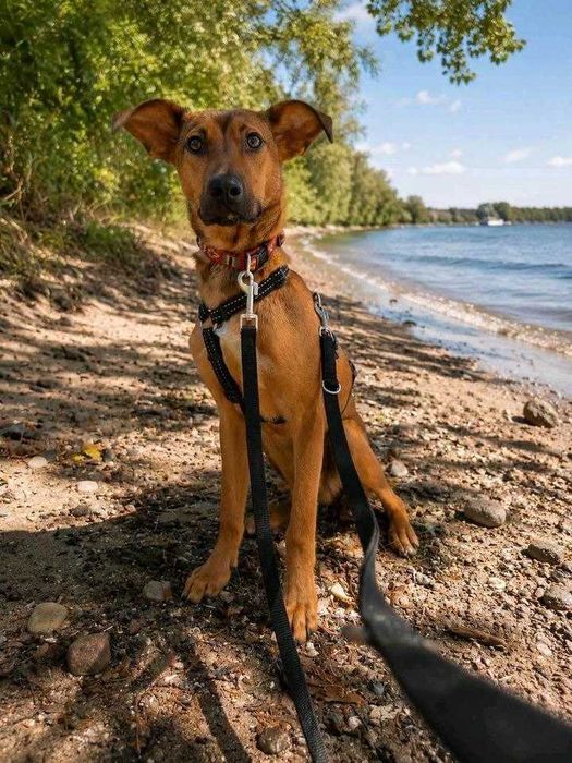 JODA, cão macho de raça mista adotado.