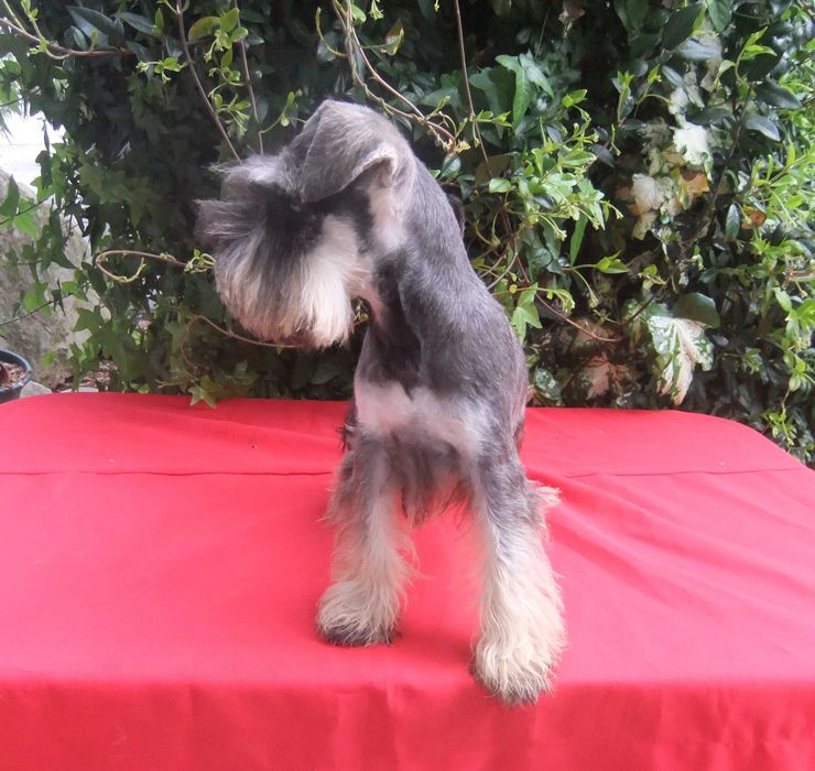cachorro schnauzer miniatura sal e pimenta
