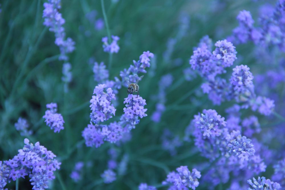 Canon EOS 600D з об'єктивом 18-135мм, сумка в комплекті