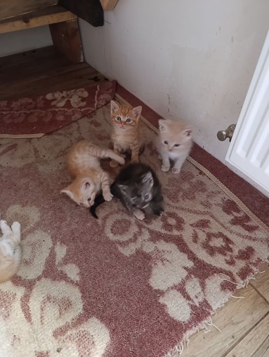 Отдам котят в хорошие заботливые руки