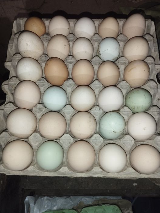 Jajka wiejskie zielone niebieskie  zdrowe