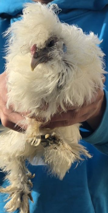 Kury  ozdobne  silki USA