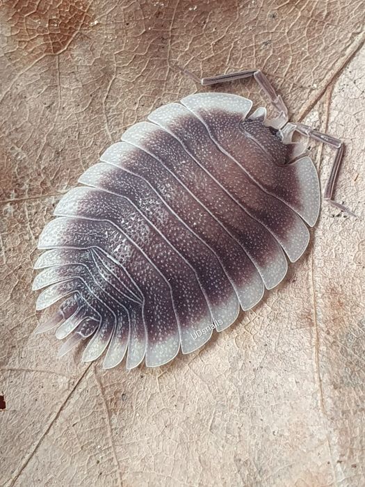 10x Porcellio werneri - isopody, równonogi